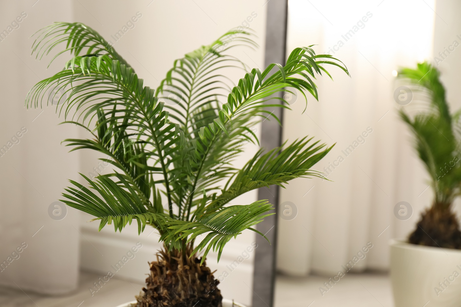 Photo of Tropical plant with green leaves near mirror indoors