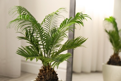 Photo of Tropical plant with green leaves near mirror indoors