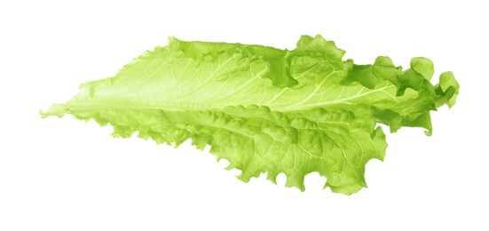 Photo of Leaf of fresh lettuce for burger isolated on white