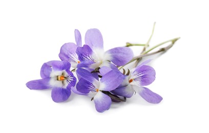 Photo of Beautiful wood violets on white background. Spring flowers