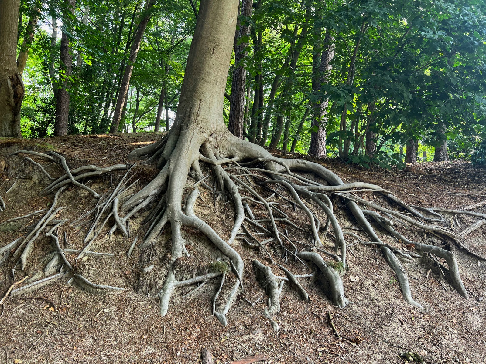 Photo of Tree roots visible through ground in forest