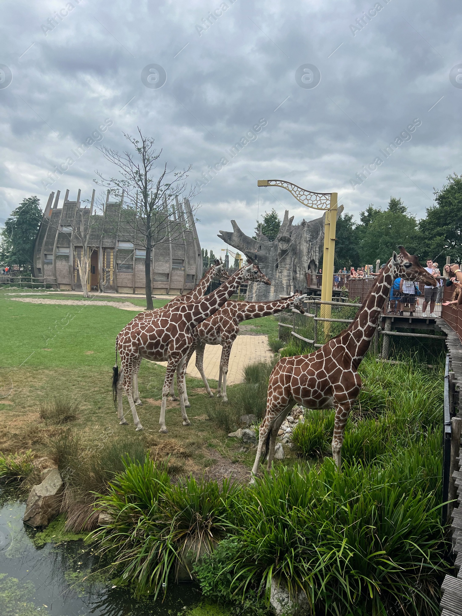 Photo of Rotterdam, Netherlands - August 27, 2022: Group of beautiful giraffes in zoo enclosure