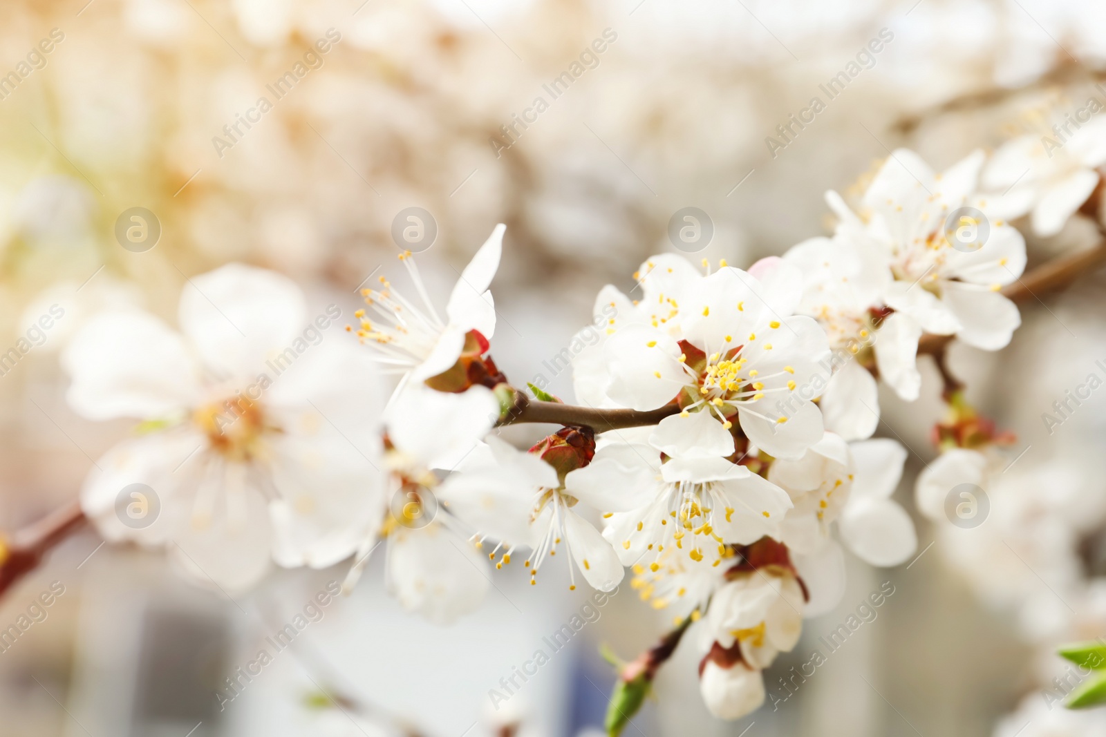 Photo of Beautiful apricot tree branch with tiny tender flowers outdoors, closeup. Awesome spring blossom