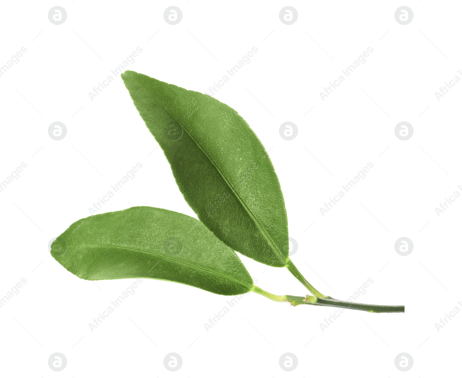 Photo of Green leaves of kumquat tree on white background