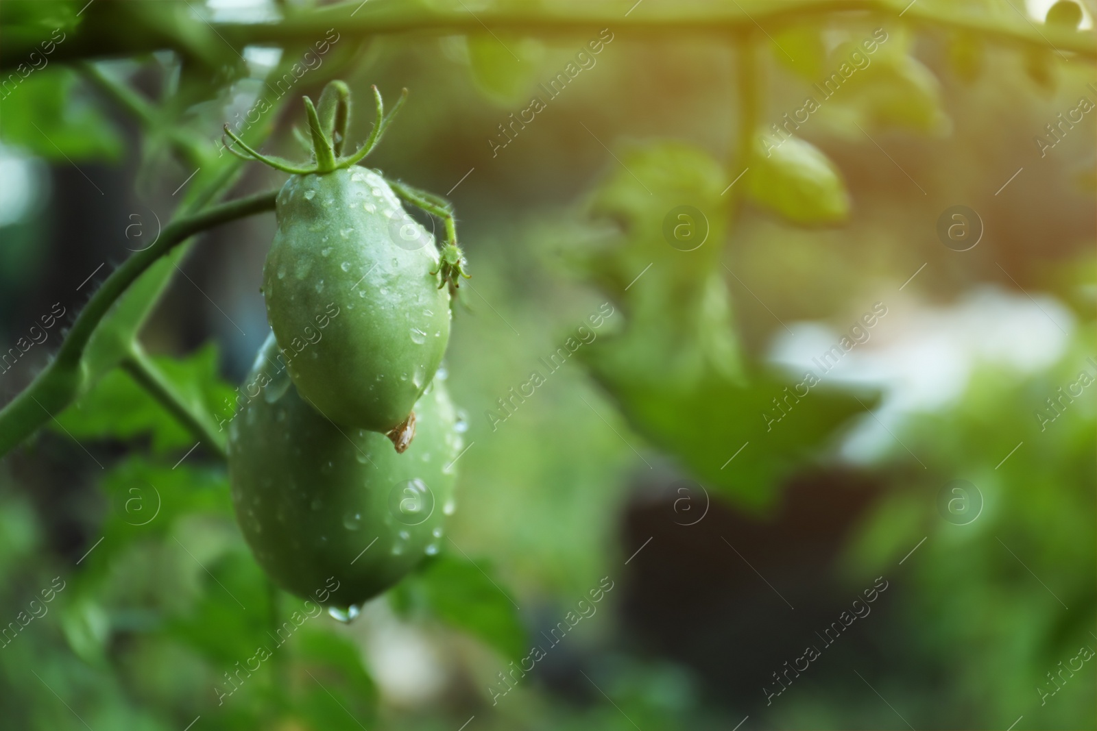 Photo of Unripe tomatoes on bush outdoors, closeup view