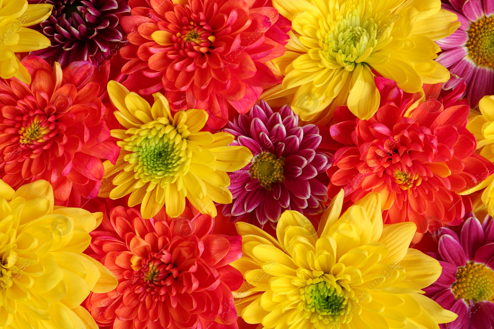 Photo of Colorful beautiful chrysanthemum flowers as background, closeup