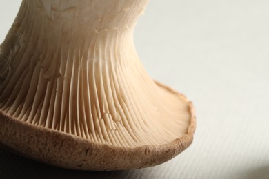 Photo of Macro photo of oyster mushroom on light background. Space for text