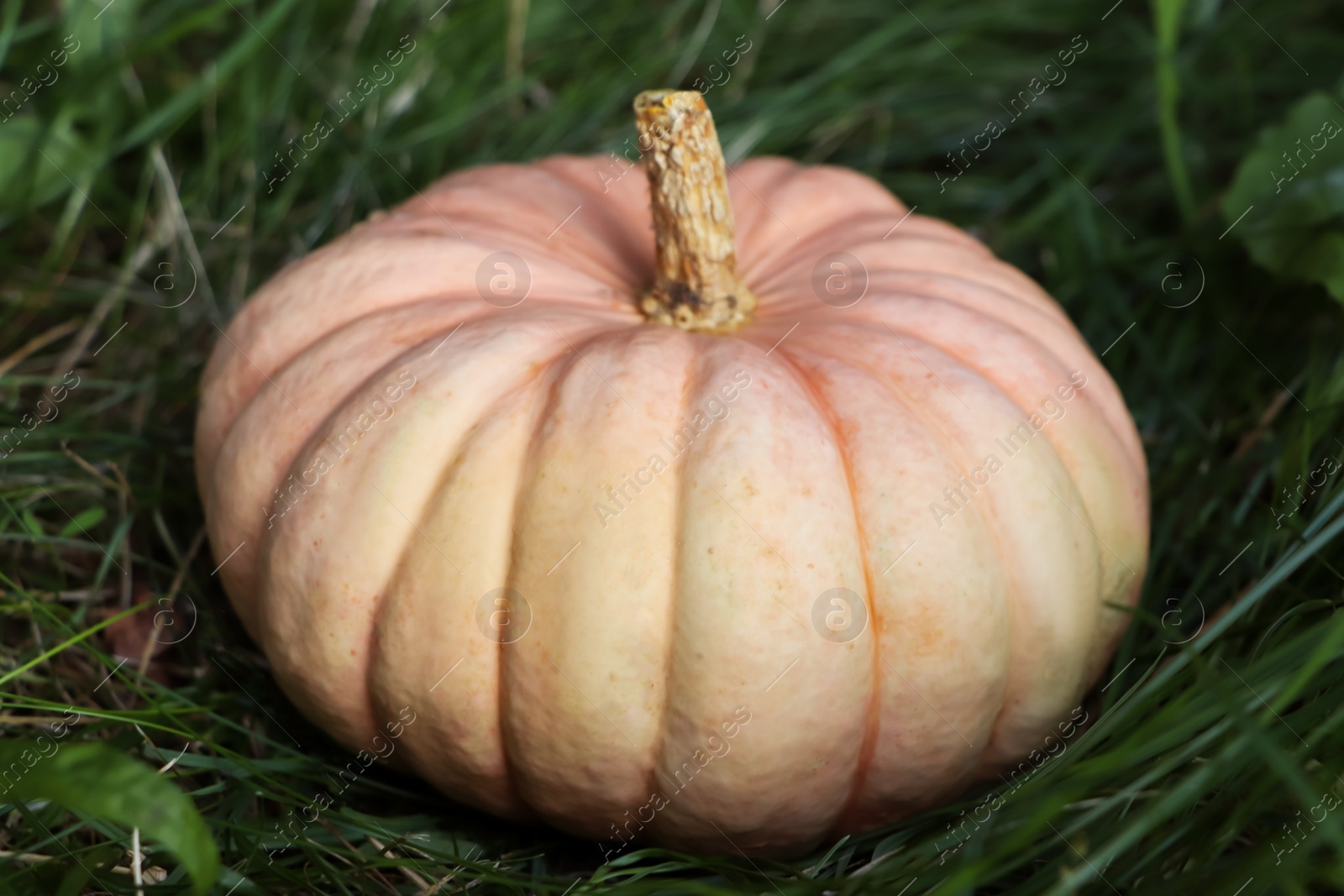 Photo of Whole ripe pumpkin among green grass outdoors, closeup