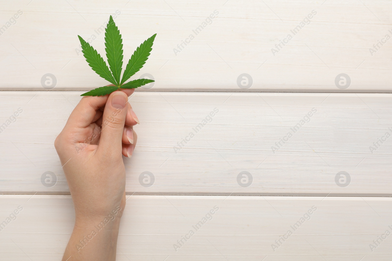 Photo of Woman holding fresh green hemp leaf at white wooden table, top view. Space for text