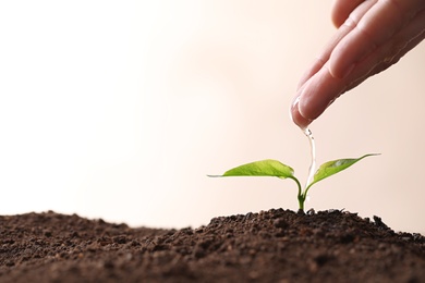 Farmer pouring water on young seedling in soil against light background, closeup. Space for text