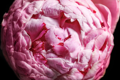 Photo of Beautiful fresh pink peony on dark background, closeup. Floral decor