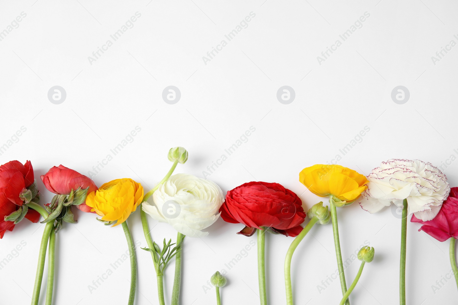 Photo of Beautiful ranunculus flowers on white background, top view