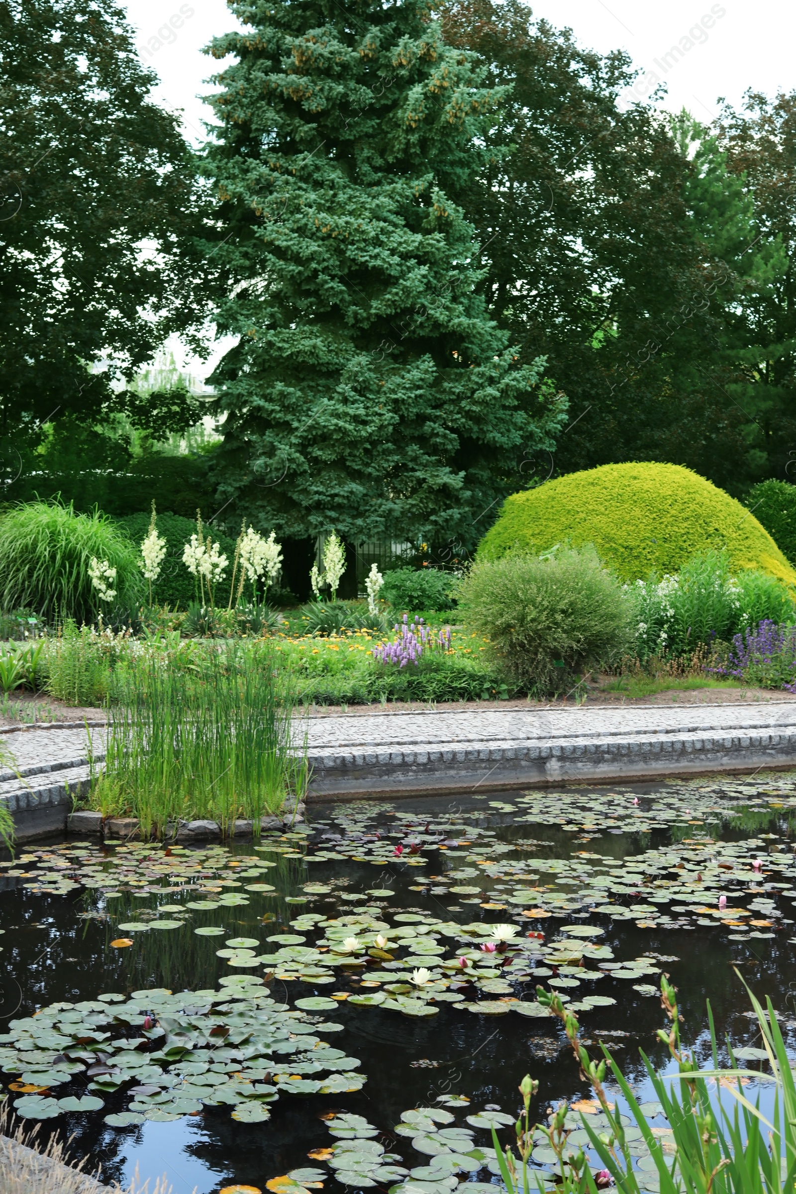 Photo of Beautiful pond with blooming waterlilies in garden