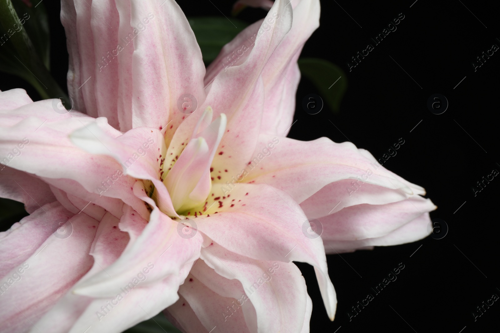 Photo of Beautiful fresh lily flower on dark background, closeup