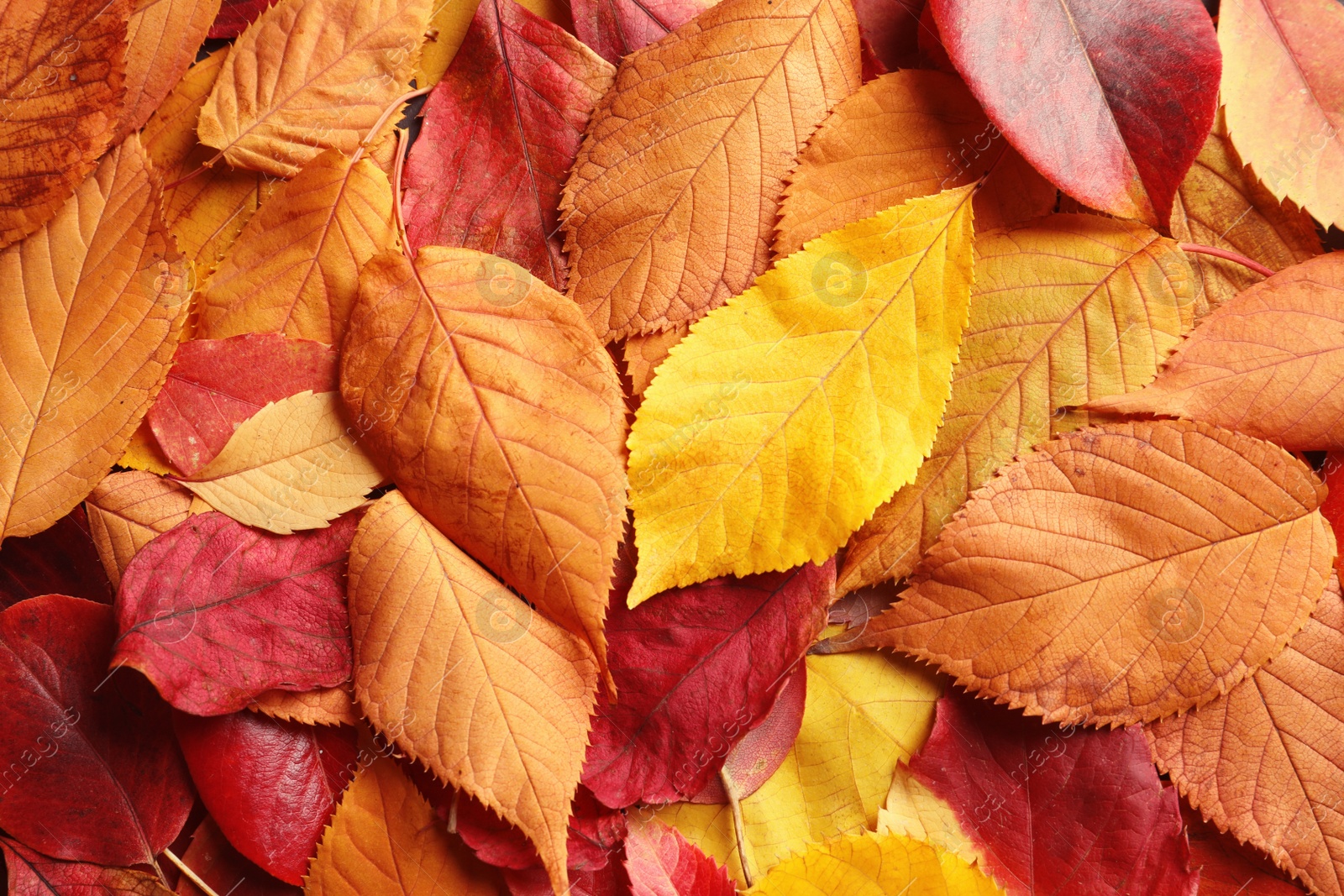 Photo of Many autumn leaves as background, top view