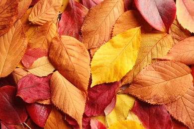 Many autumn leaves as background, top view