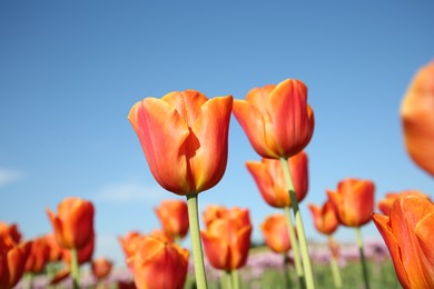 Photo of Beautiful red tulip flowers growing against blue sky, closeup