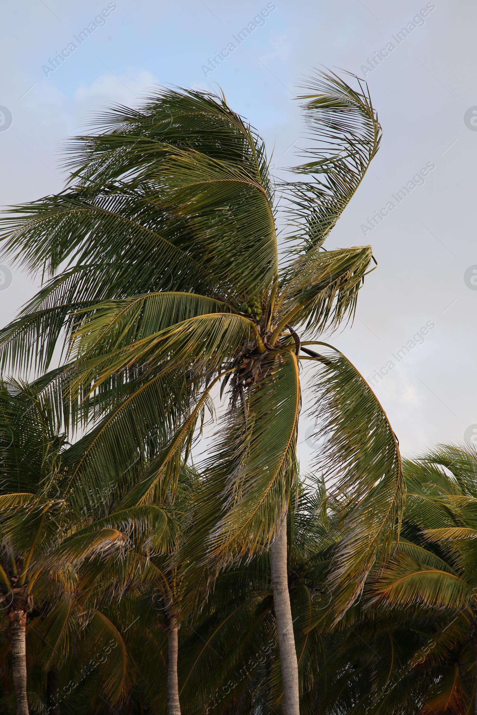 Photo of Beautiful palm trees with green leaves under clear sky