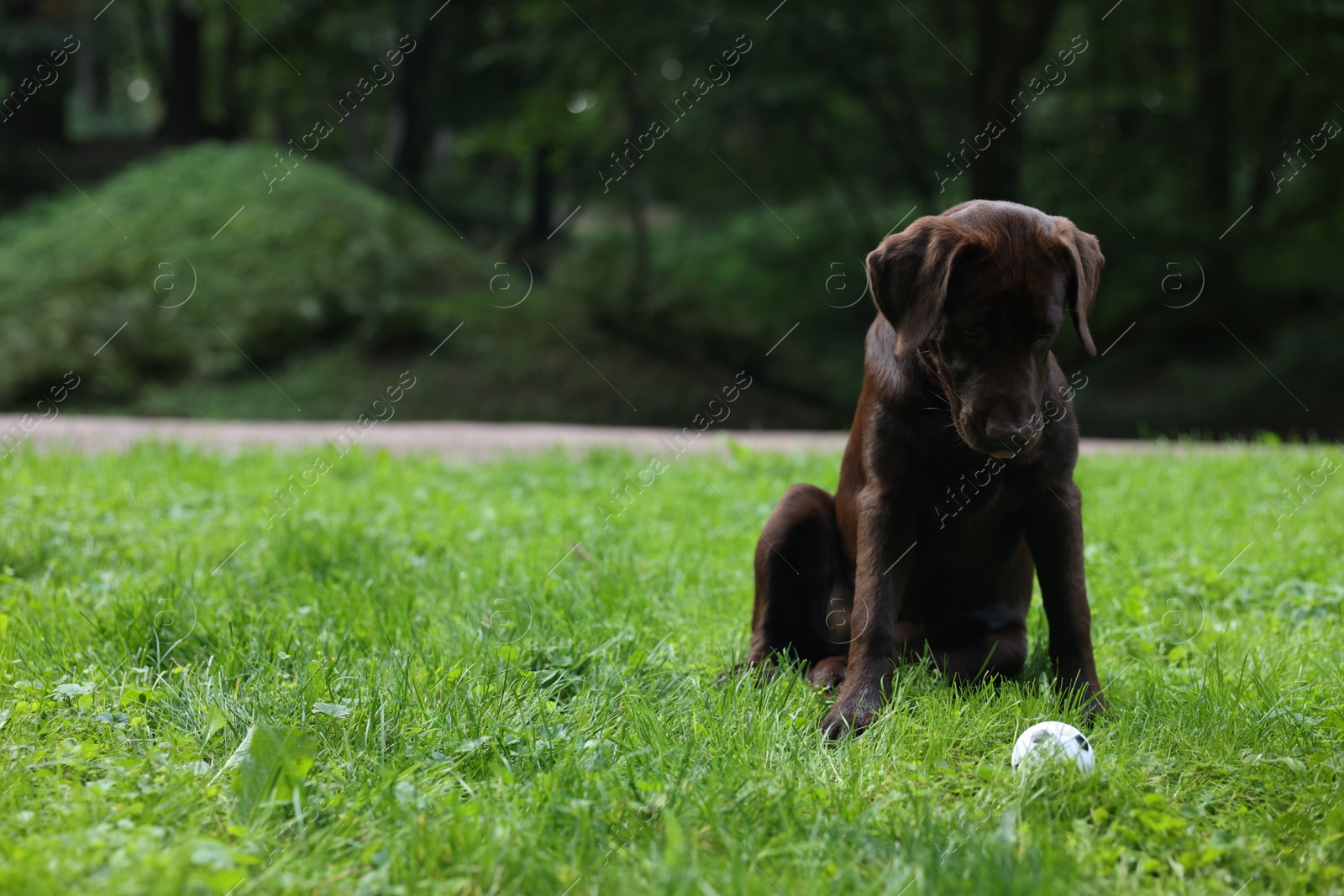 Photo of Adorable Labrador Retriever dog with ball on green grass in park, space for text