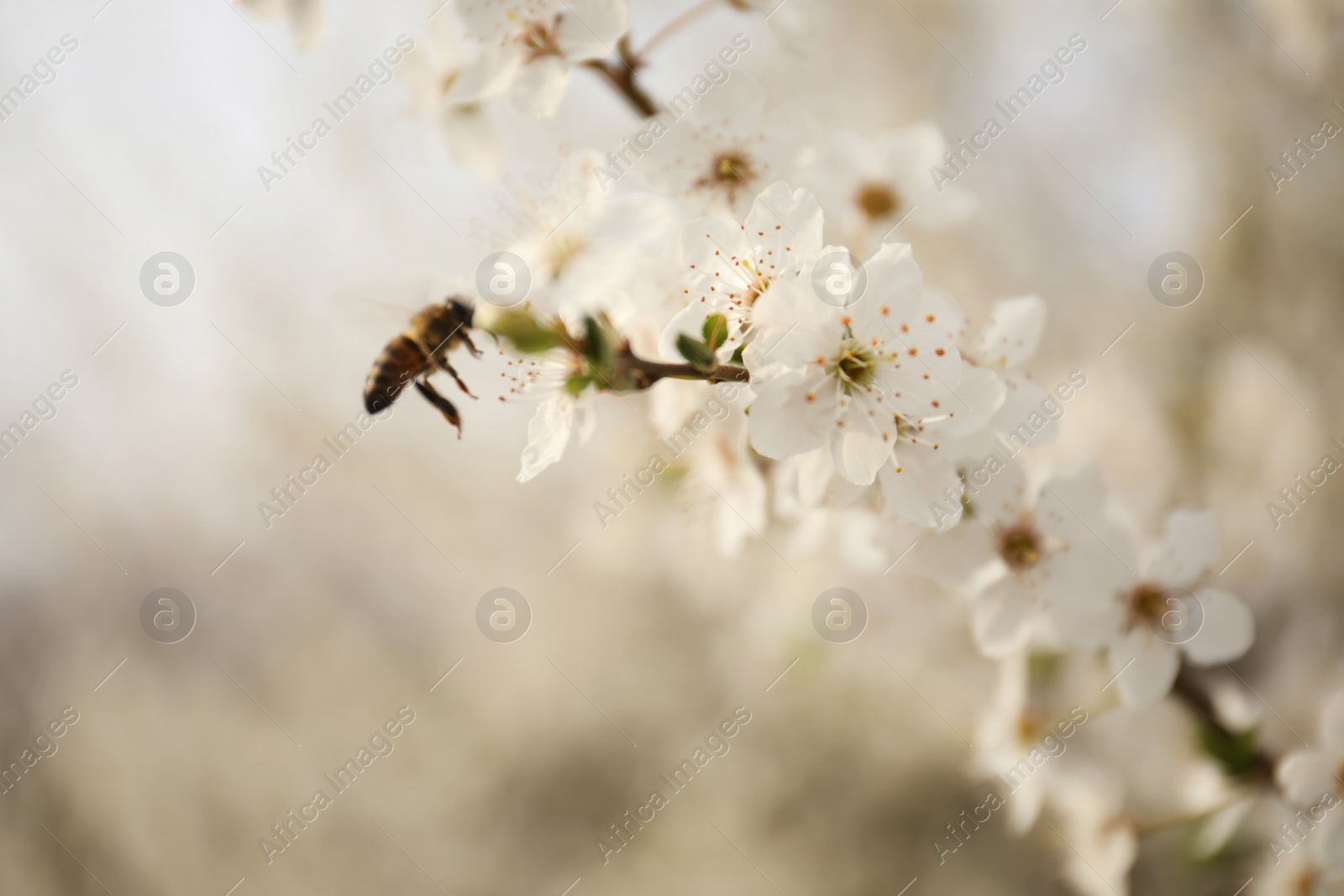 Photo of Bee near blossoming tree with outdoors, closeup. Spring season