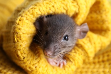 Photo of Cute small rat wrapped in yellow knitted plaid, closeup