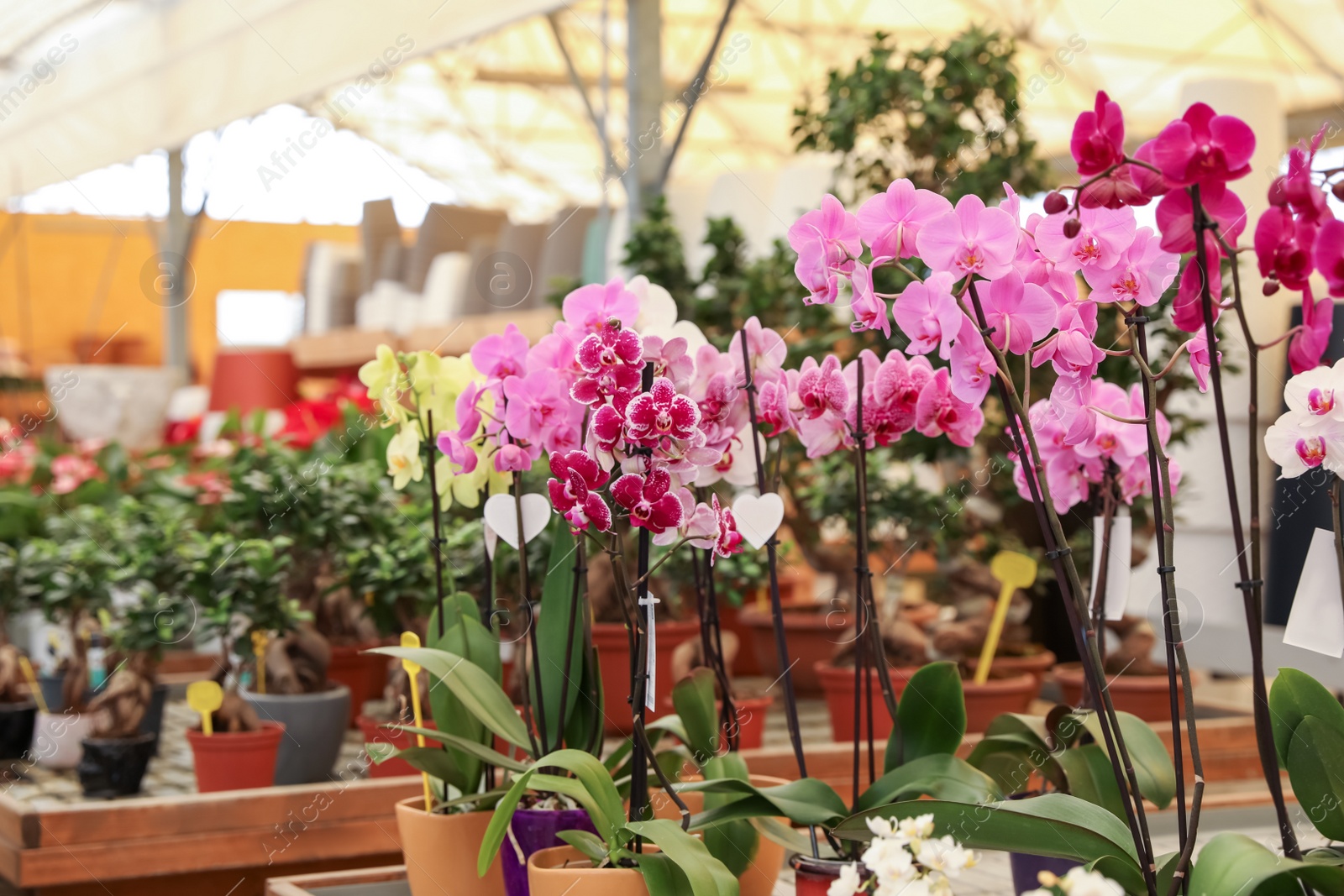 Photo of Many beautiful colorful orchids in garden center