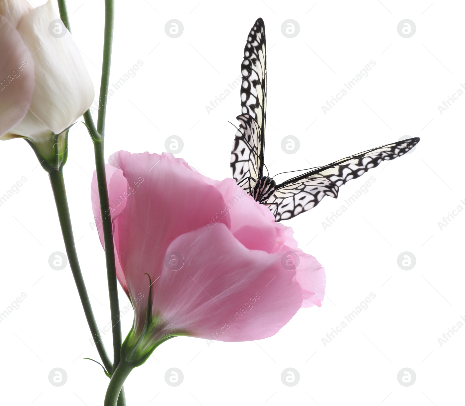 Photo of Beautiful rice paper butterfly sitting on eustoma flower against white background