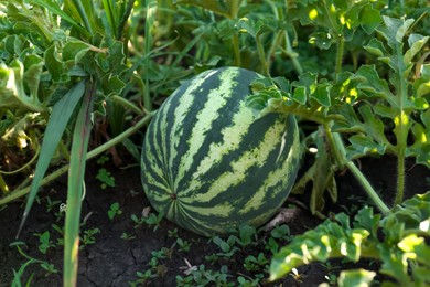 Beautiful watermelon plant with ripe fruit in garden