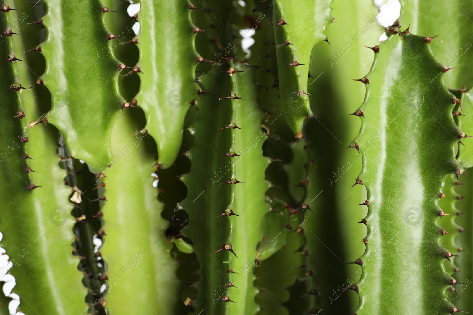 Photo of Beautiful cactus on white background, closeup. Tropical plant