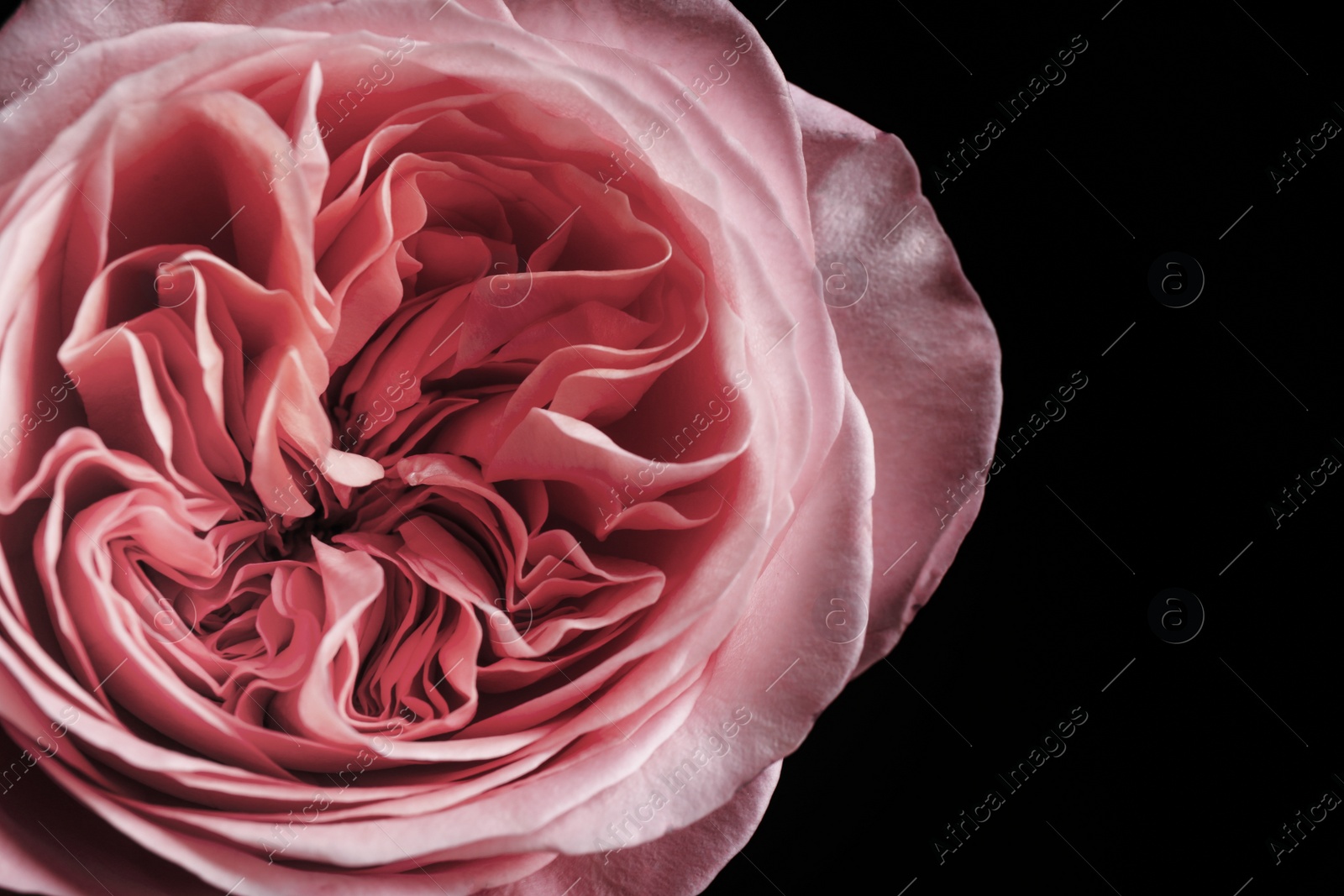 Photo of Beautiful rose on black background, closeup. Floral card design with dark vintage effect