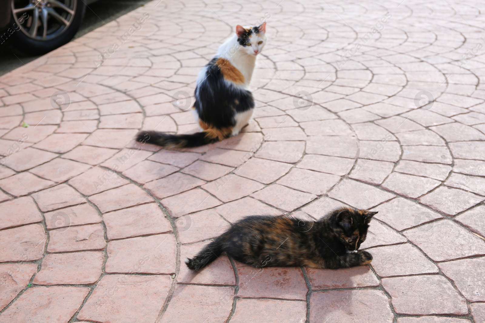 Photo of Lonely stray cats on pavement outdoors. Homeless pet