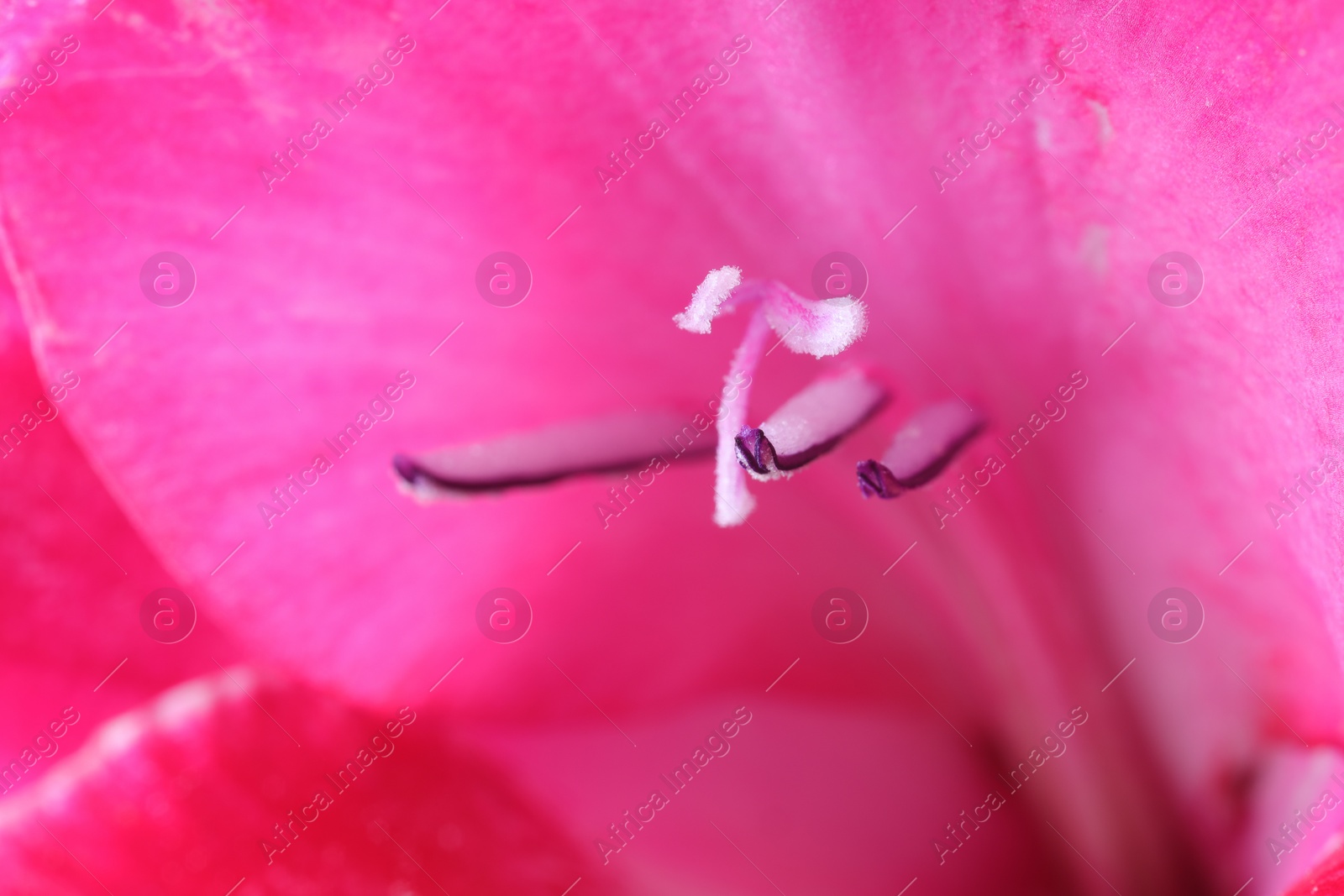 Photo of Beautiful pink Gladiolus flower as background, macro view