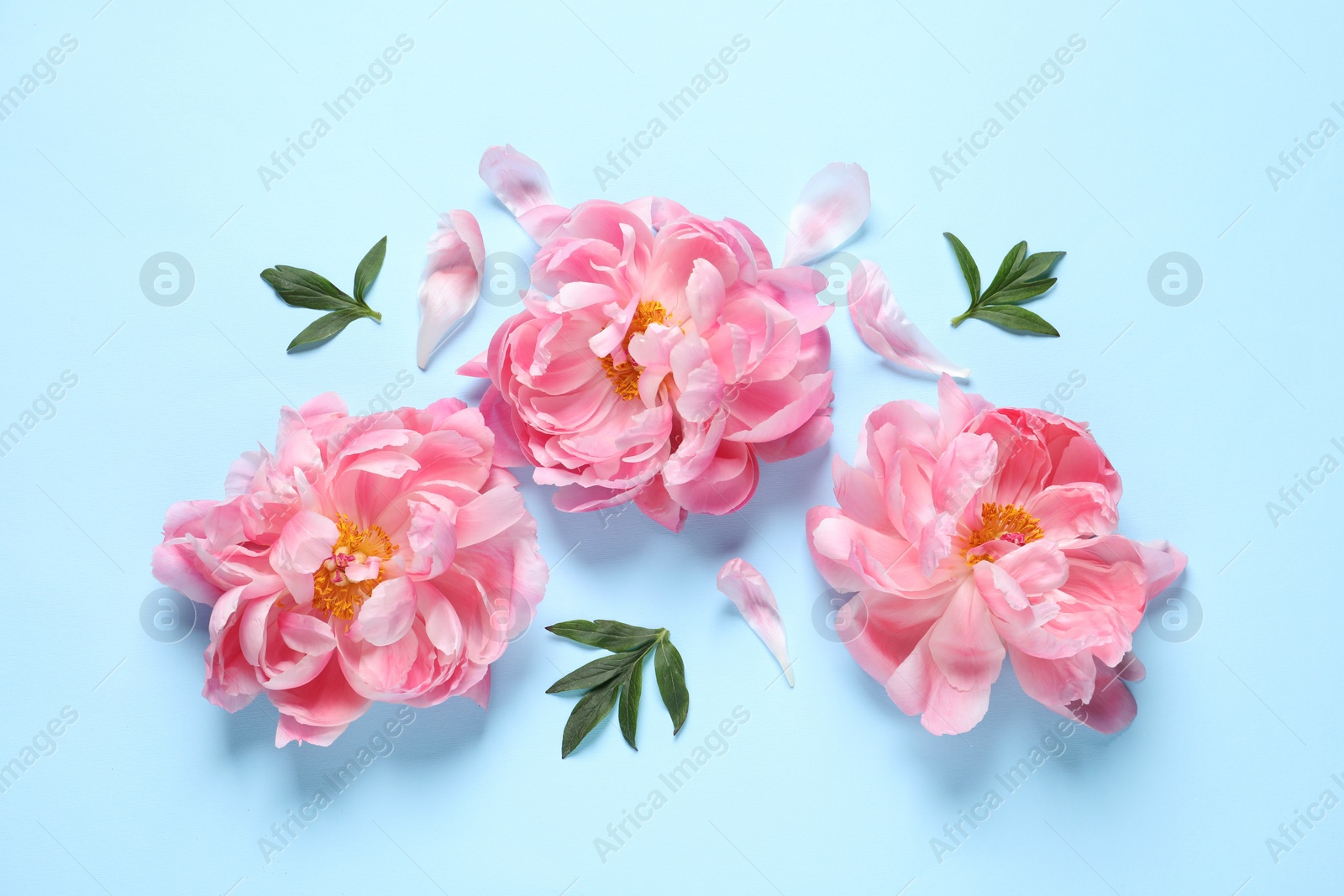 Photo of Beautiful pink peonies on light turquoise background, flat lay