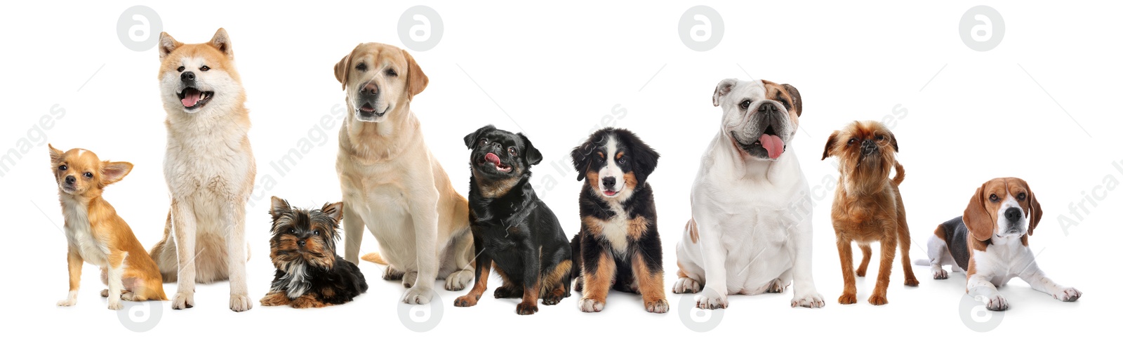 Image of Group of different cute dogs on white background. Banner design