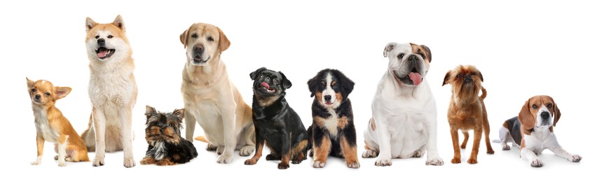 Group of different cute dogs on white background. Banner design