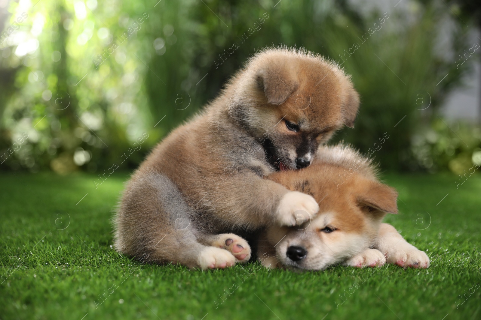 Photo of Adorable Akita Inu puppies on green grass outdoors