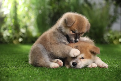 Photo of Adorable Akita Inu puppies on green grass outdoors