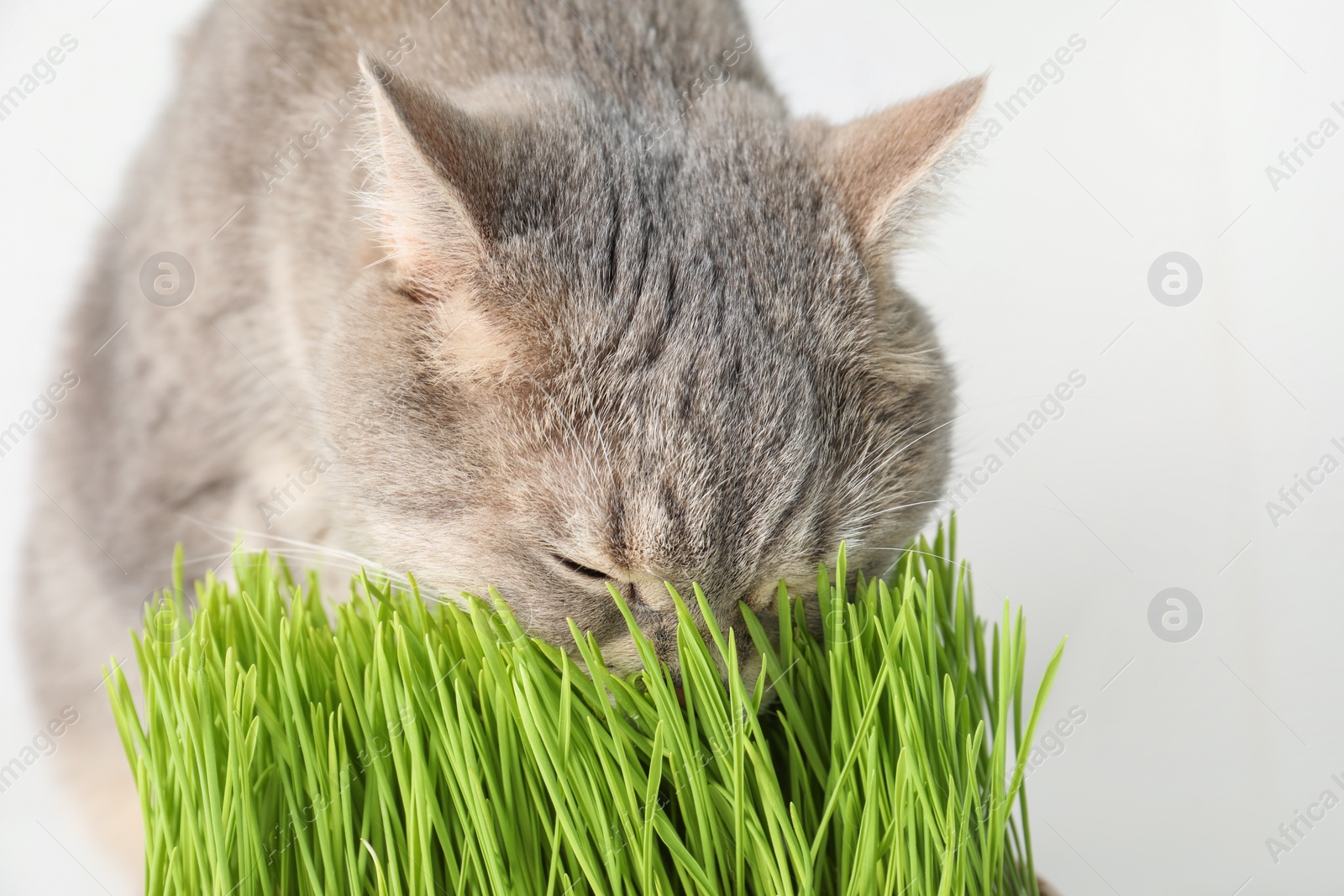 Photo of Cute cat and fresh green grass on white background, closeup