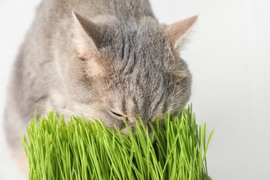 Cute cat and fresh green grass on white background, closeup