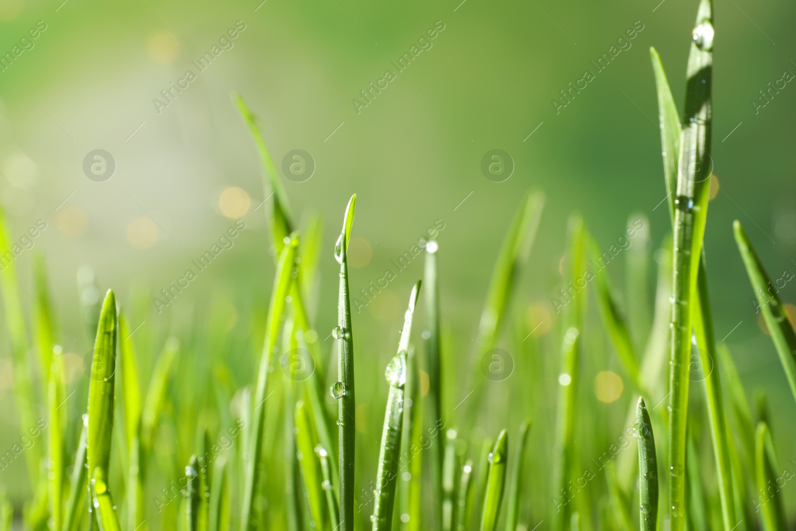 Photo of Green wheat grass with dew drops on blurred background, closeup