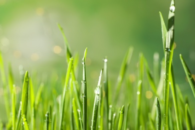 Photo of Green wheat grass with dew drops on blurred background, closeup