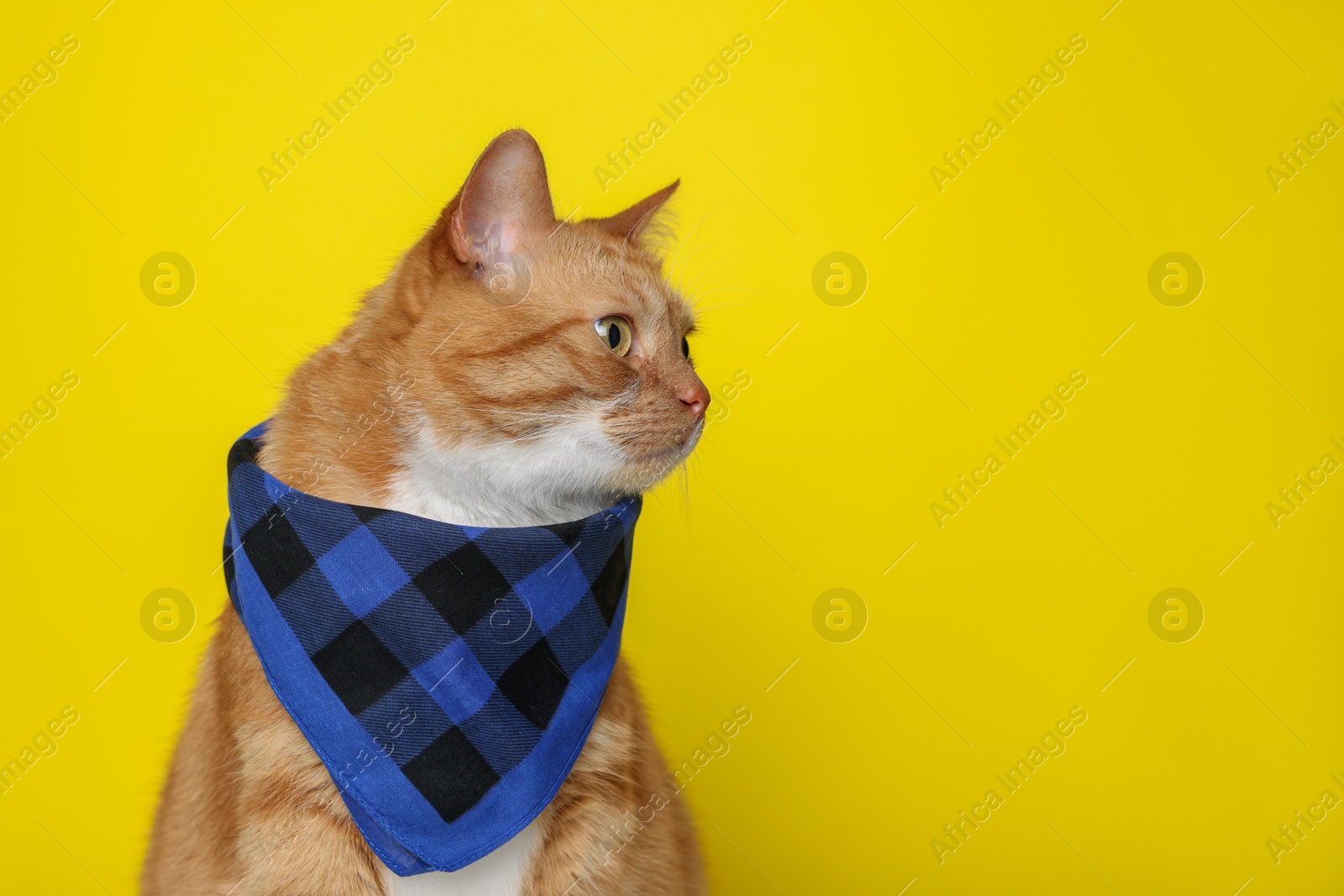 Photo of Cute ginger cat with bandana on yellow background, space for text. Adorable pet