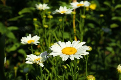 Beautiful chamomile flowers growing in garden on sunny day, closeup