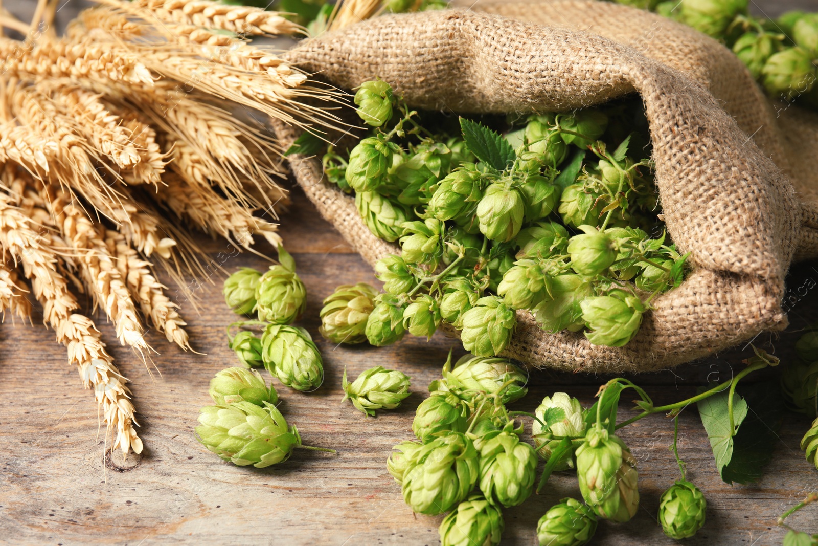 Photo of Fresh green hops and wheat spikes on wooden table. Beer production