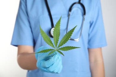 Photo of Doctor holding fresh hemp leaf on white background, closeup. Medical cannabis