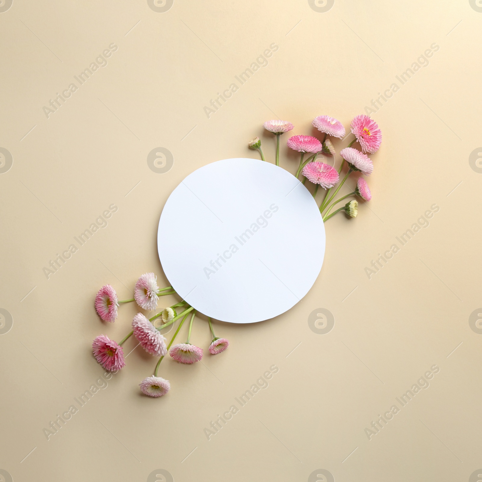 Photo of Flat lay composition with spring daisy flowers and card on color background. Space for text