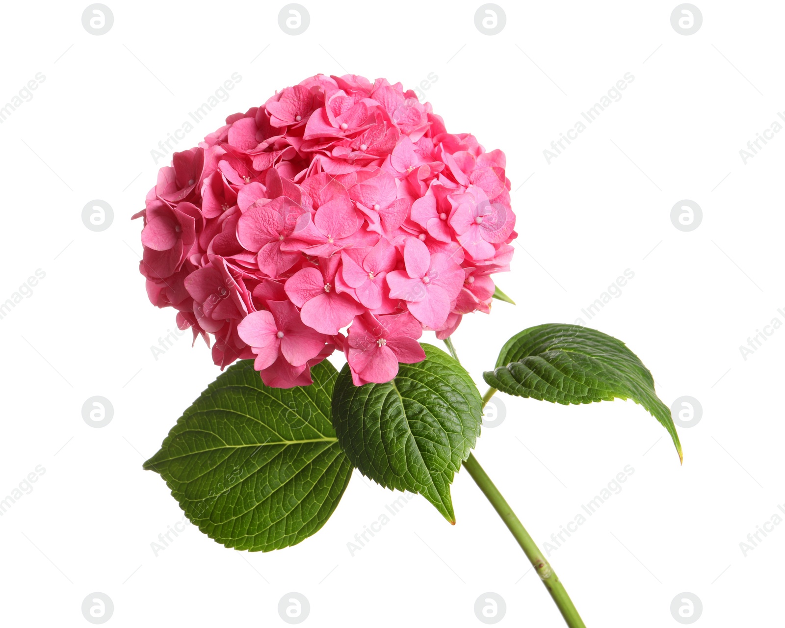 Photo of Branch of hortensia plant with delicate flowers on white background