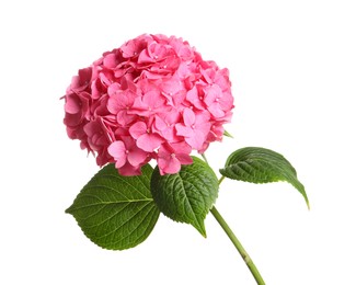 Branch of hortensia plant with delicate flowers on white background