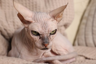 Photo of Beautiful Sphynx cat relaxing on sofa at home, closeup. Lovely pet