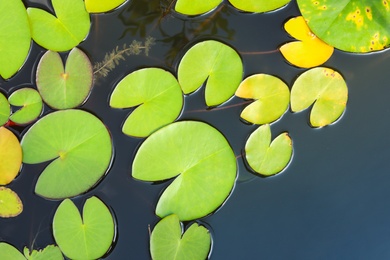 Photo of Beautiful pond with waterlily leaves, top view